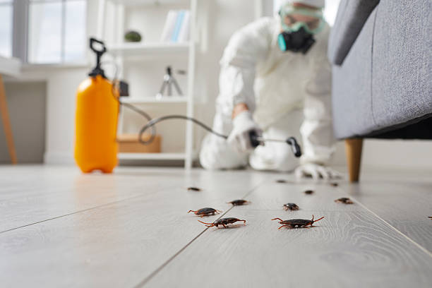 Post-Treatment Bed Bug Interceptor Monitoring in Minerva